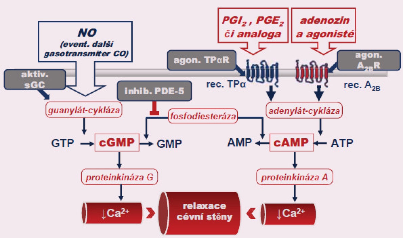 Mechanizmus účinku farmakologických postupů k léčbě erektilní dysfunkce postavené na zvýšení nabídky cyklických nukleotidů – cGMP a cAMP. Bližší popis, stejně jako vysvětlivky zkratek, v textu.