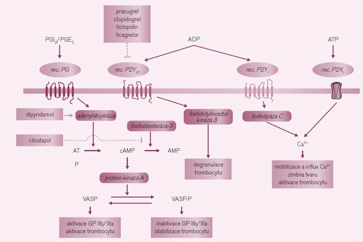 Místa působení protidestičkových léků tlumících aktivaci trombocytu zprostředkovanou ADP.