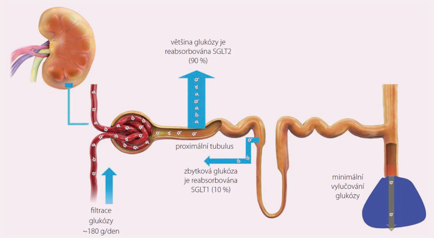 Regulace glukózy v ledvinách.
