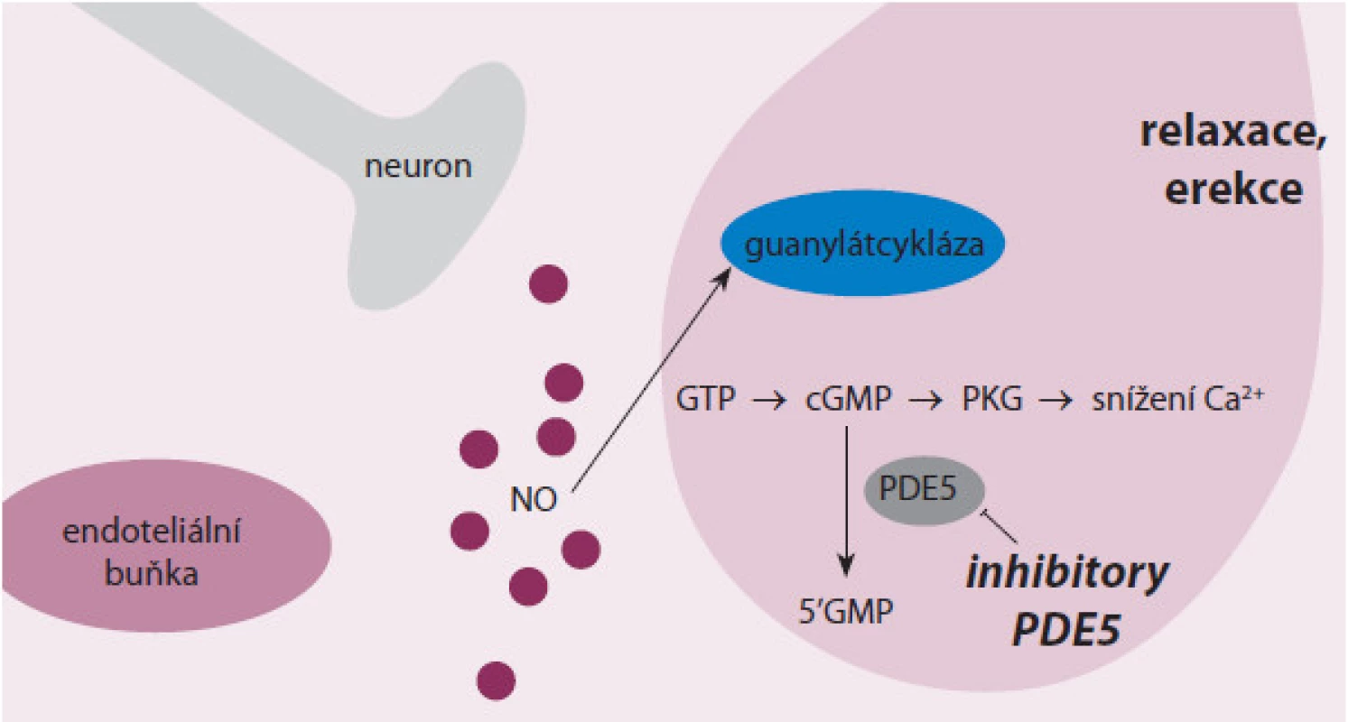 Mechanizmus účinku PDE5-I. Po sexuální stimulaci se z neuronů i endoteliálních buněk penisu uvolňuje oxid dusnatý, čímž se spustí další kaskáda dějů (zahrnující vznik cGMP), vedoucí až k poklesu intracelulární koncentrace vápenatých iontů. To má za následek relaxaci vaskulárních hladkých svalů a erekci. Inhibicí PDE5 se zabrání degradaci cGMP, čímž vzniká jeho nadbytek a dochází k prodloužení proerektilního působení PDE5-I (Gratzke C et al 2010) [26]. 
cGMP – cyklický guanozinmonofosfát, GMP – guanozinmonofosát, GTP – guanozintrifosfát, NO – oxid dusnatý, PDE5 – fosfodiesteráza 5, PKG – proteinkináza G