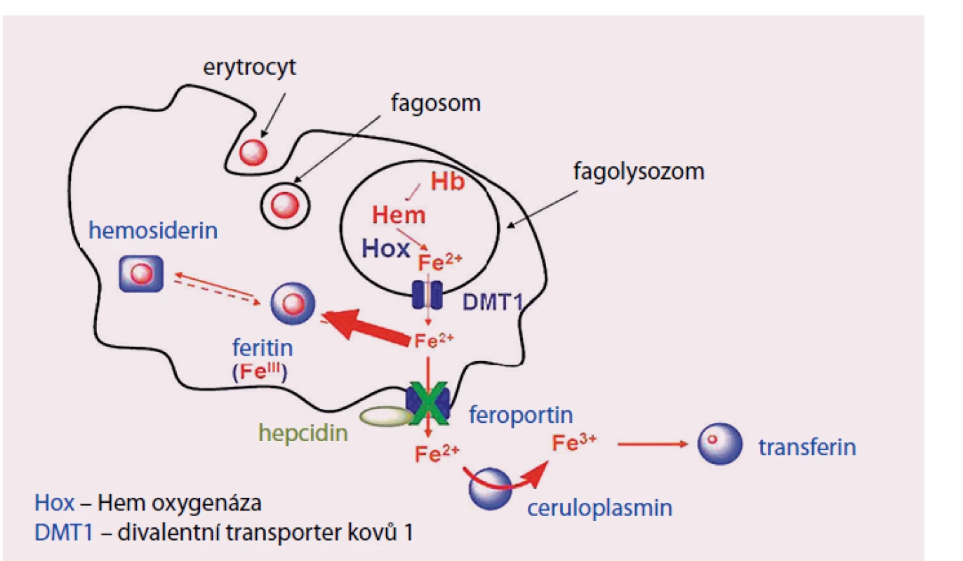 Metabolizmus Fe v mikrofázích.