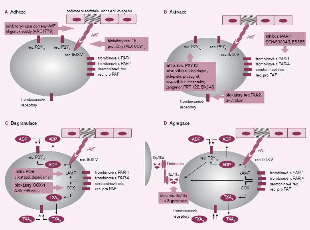 1A–1D. Místa působení protidestičkových léků v jednolivých fázích primární hemostázy.