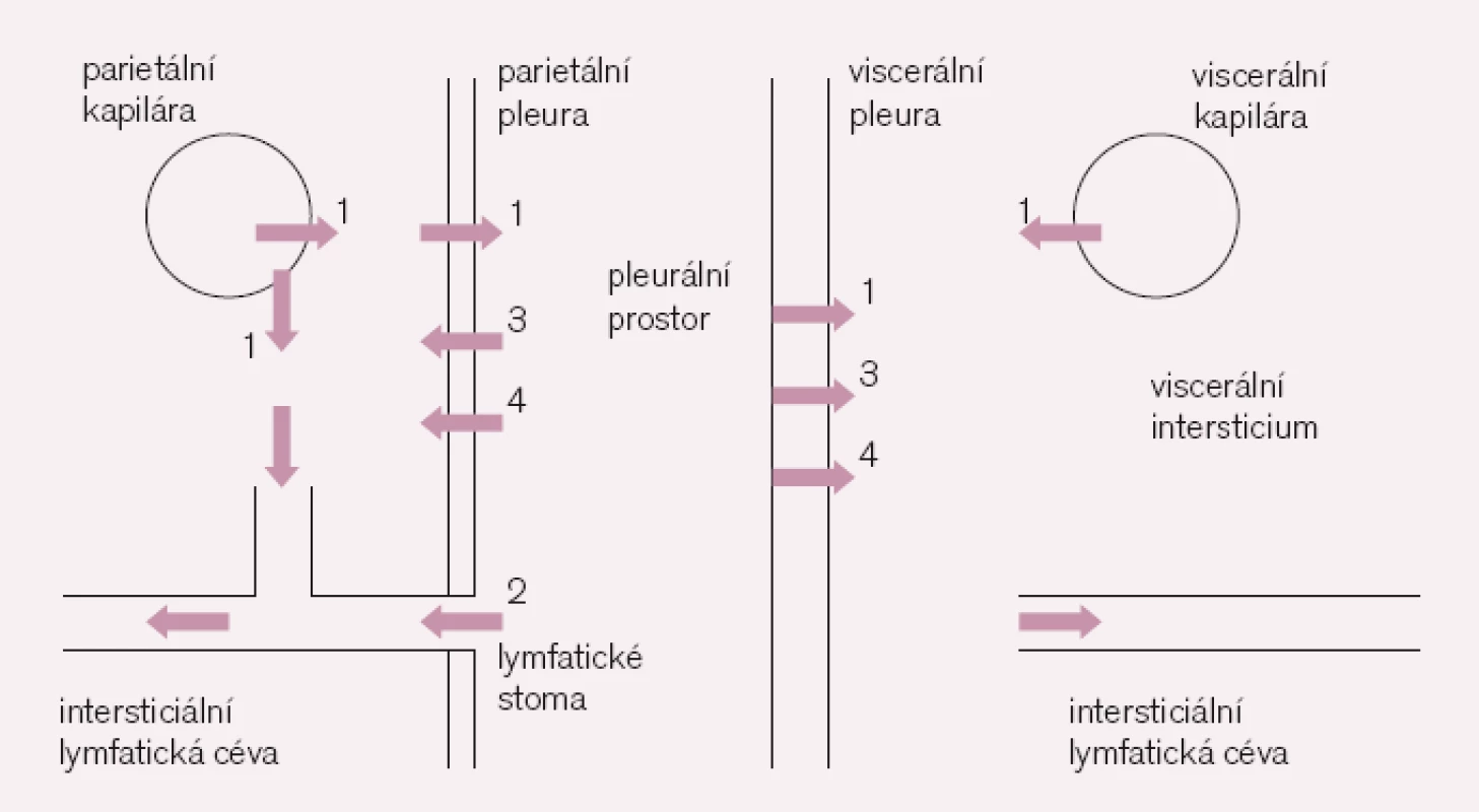 Schéma obratu tekutiny v pleurálním prostoru [podle 1].
1. transport tekutiny na základě Starlingova zákona z kapilár do intersticia, parietální pleurou do pleurálního prostoru a odtud viscerální pleurou do plicního intersticia, odkud je odváděna lymfatickými cévami; 2. drenáž tekutiny s elektrolyty i s většími molekulami, částicemi i buňkami lymfatickými stomaty; 3. transport tekutiny s elektrolyty i s menšími molekulami pleurálními póry; 4. transport tekutiny s elektrolyty i s většími molekulami transcytózou; (tloušťka pleurálních listů a velikost šipek znázorňujících obrat pleurální tekutiny není proporcionální).
