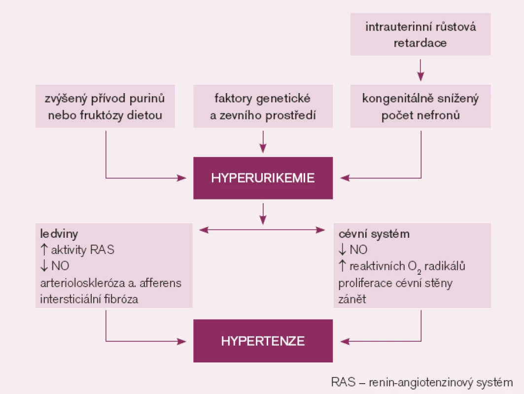 Předpokládaný mechanizmus hyperurikemií vyvolané hypertenze.