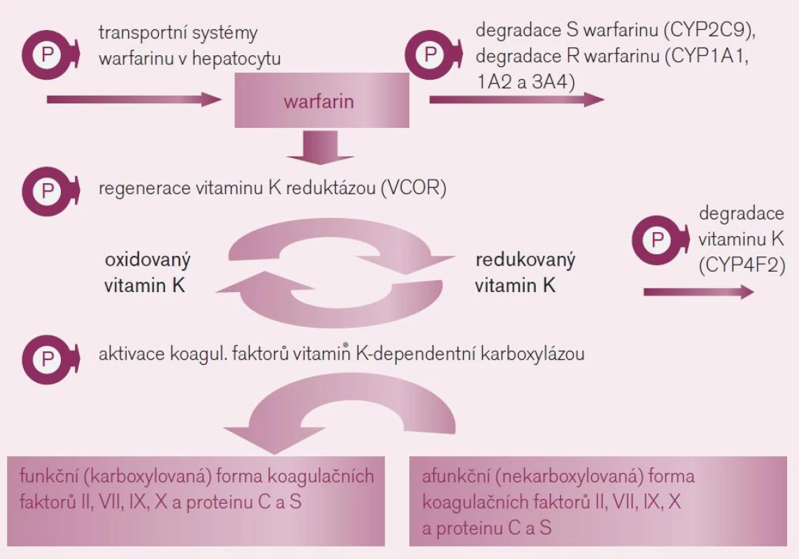 Mechanizmus účinku warfarinu a polymorfizmy ovlivňující farmakodynamickou odpověď a farmakokinetiku warfarinu.