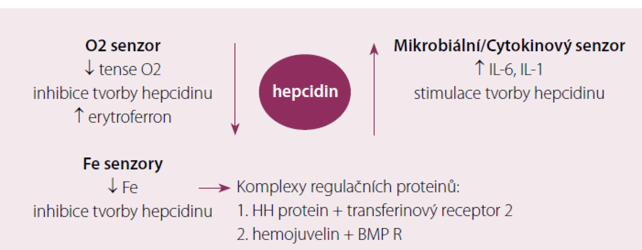 Přehled jednotlivých mechanizmů uplatňujících se v regulaci tvorby hepcidinu.