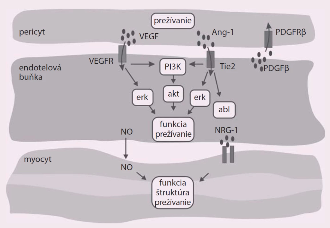 Ilustrácia dôležitých molekúl vo fungovaní endotelových buniek a v ich komunikácii s pericytmi a hladkou svalovinou. Upravené podľa [10].