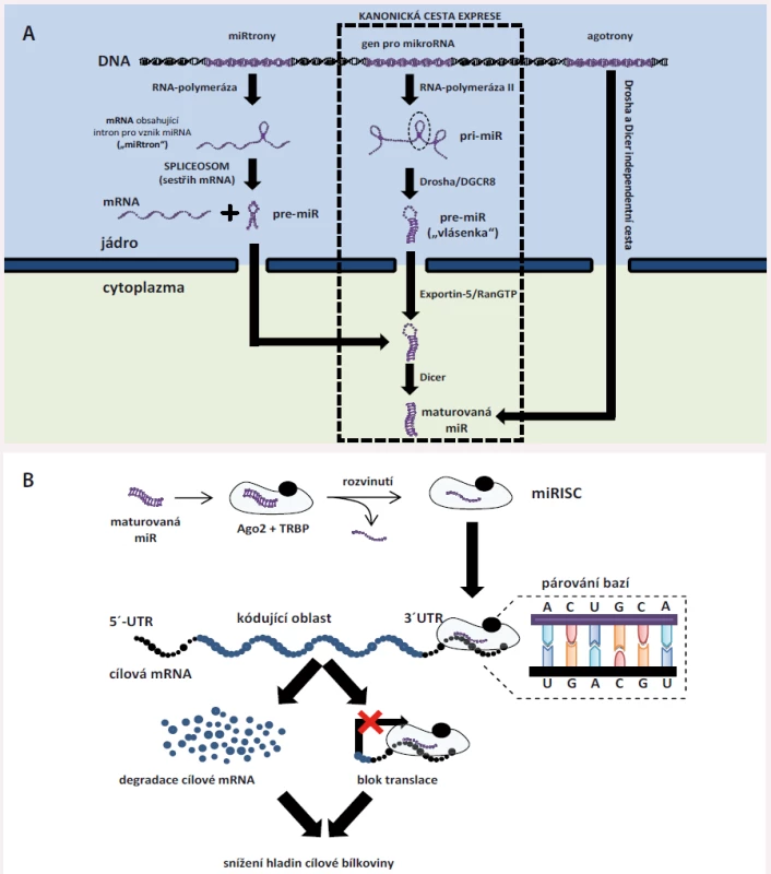 Základní informace o intracelulárních miRNA.
A) Biogeneze miRNA. Vznik miRNA probíhá většinou kanonickou cestou (střední část obrázku, popis v textu). Některé miRNA, tzv. miRtrony, jsou zakódovány v intronech jiných genů – po přepisu daného genu do molekuly primární RNA je pre-miRNA „vystřižena“ v procesu sestřihu s využitím spliceozomu (čímž miRtrony obcházejí komplex Drosha/DGCR8). Třetí možnou cestu vzniku reprezentují tzv. agotrony – jedná se o primární transkripty, které zcela obcházejí kanonickou cestu a pomocí jiných mechanizmů jsou nakonec upraveny do podoby maturovaných miRNA.
B) Funkce miRNA. Po svém vzniku jsou zralé miRNA naloženy do miRNA-indukovaného tlumícího komplexu (miRISC) tvořeného proteiny Ago II a TRBP. Ago II zralou miRNA rozvine, jedno vlákno se uvolní do cytoplazmy a je degradováno, druhé se poté na podkladě komplementarity naváže do 3´ nepřekládané oblasti cílové mRNA, čímž vyvolá její degradaci, nebo ji zablokuje pro přepis do bílkoviny. Tím dochází ke snížení hladin cílových proteinů.