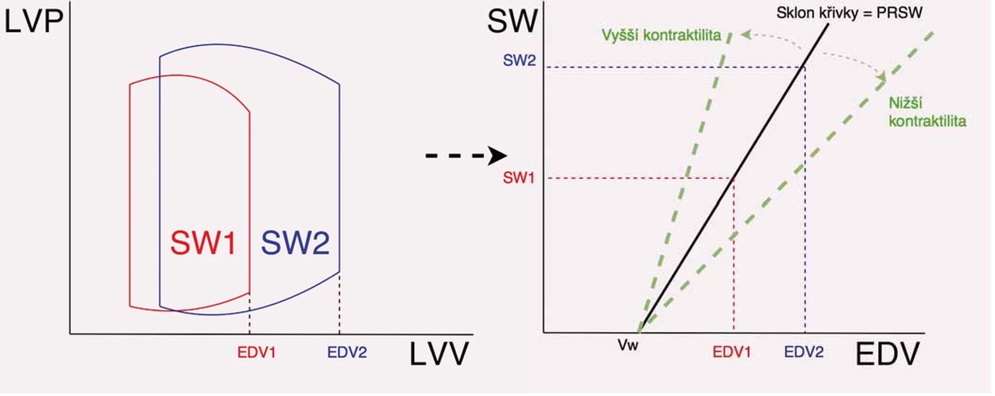 Způsob stanovení preload recruitable stroke work (PRSW) a význam sklonu křivky PRSW (Mw). Na obrázku vlevo je znázorněna křivka PV diagramu a změna tepové práce při různém enddiastolickém objemu, na obrázku vpravo je znázorněn způsob odečtu přímky PRSW a vztah Mw a kontraktility.