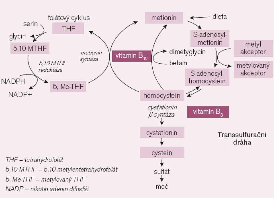 Metioninový cyklus [2].