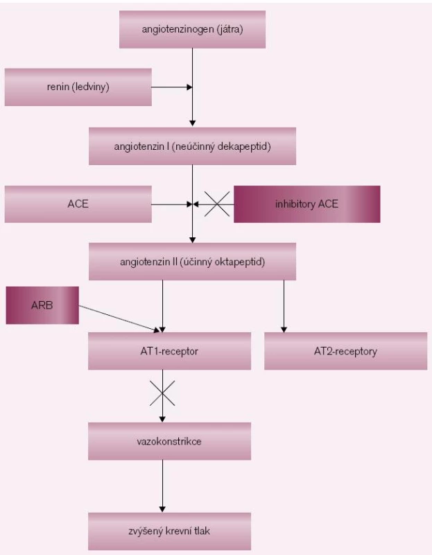Syntéza angiotenzinu a možná inhibice jeho účinku.
Angiotenzinogen se syntetizuje v játrech, renin v ledvinách. Renin je enzym, který konvertuje angiotenzinogen na angiotenzin I, což je neúčinný dekapeptid. Konverzí dekapeptidu-angiontenzinu I na oktapeptid-angiotenzin II se získává jedna z nejúčinnějších presorických látek. Angiotenzin II se váže na specifický receptor AT&lt;sub&gt;1&lt;/sub&gt;, čímž se vyvolá mohutná přímá vazokonstrikce a stimuluje se také vyplavení aldosteronu a noradrenalinu. Abychom zabránili účinkům angiotenzinu II, používáme inhibitory ACE, které inhibují angiontenzin konvertující enzym. Druhou možností je podání kompetitivních antagonistů AT&lt;sub&gt;1&lt;/sub&gt; (blokátorů AT&lt;sub&gt;1&lt;/sub&gt; receptorů) – sartanů, které tento receptor obsadí a tím zabrání působení angiotenzinu II. Inhibitory ACE brání rozpadu bradykininu a jeho zvýšenou koncentrací se mohou objevit jeho nežádoucí účinky jako kašel a angioneurotický edém.
