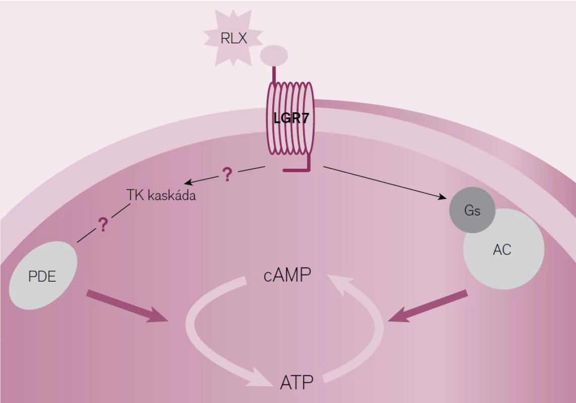 Schéma působení relaxinu [15].
RLX – relaxin, LGR7 – receptor pro relaxin/insulin-peptide 7, PDE – fosfodiestaráza, Gs – G-stimulující protein, AC – adenylcykláza, cAMP – cyklický adenosin-monofosfát, ATP – adenosin-trifosfát