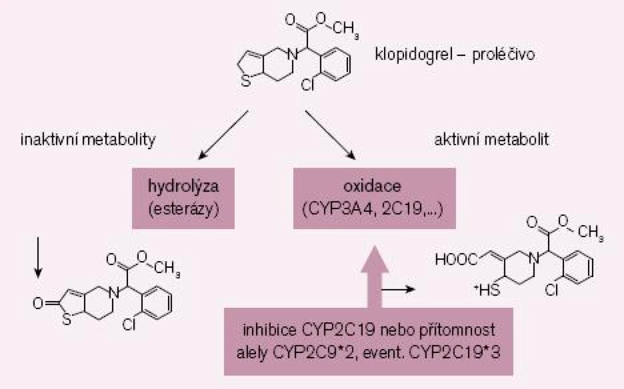 Schéma bioaktivace klopidogrelu. Inhibice bioaktivace CYP2C19 či přítomnost polymorfizmu s alelou CYP2C19*2 nebo CYP2C19*3 u pomalých metabolizátorů je spojena se zvýšenou inaktivací proléčiva a nižší konverzí na aktivní metabolit.