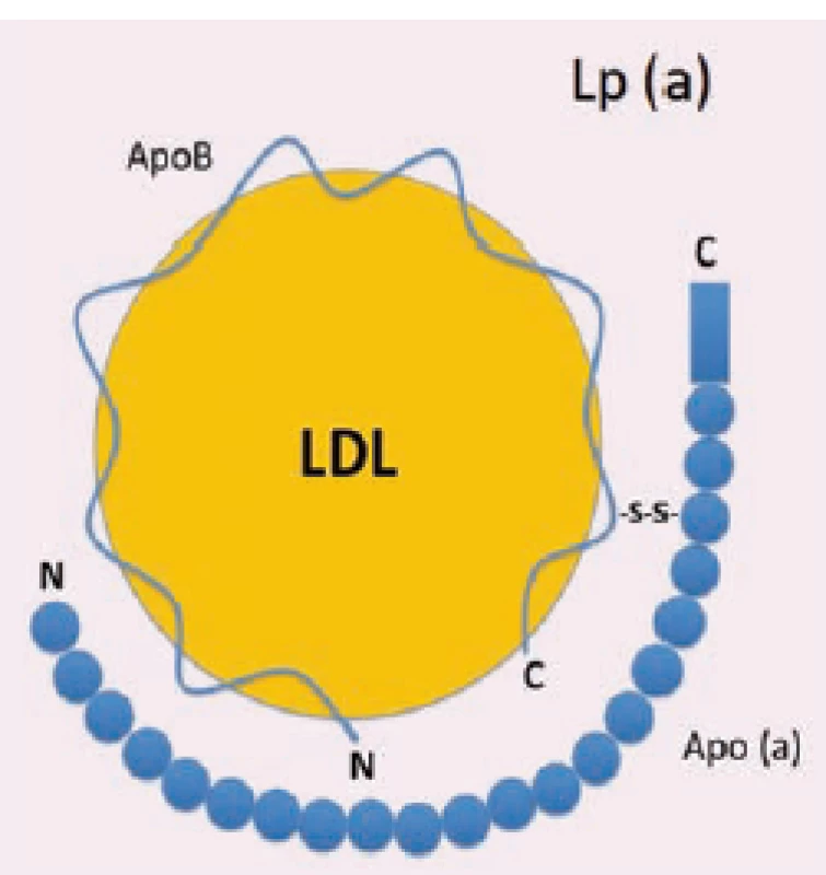 Struktura Lp (a) částice.<br>
Lp (a) – lipoprotein (a); apo (a) – apolipoprotein
(a); apoB-100 – apolipoprotein
B-100, LDL – lipoprotein s nízkou hustotou